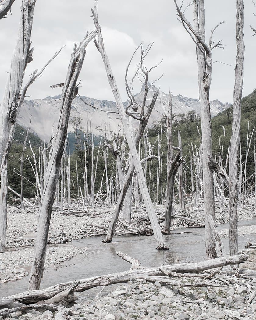 Patagonia — Bosque, viento y fin del mundo