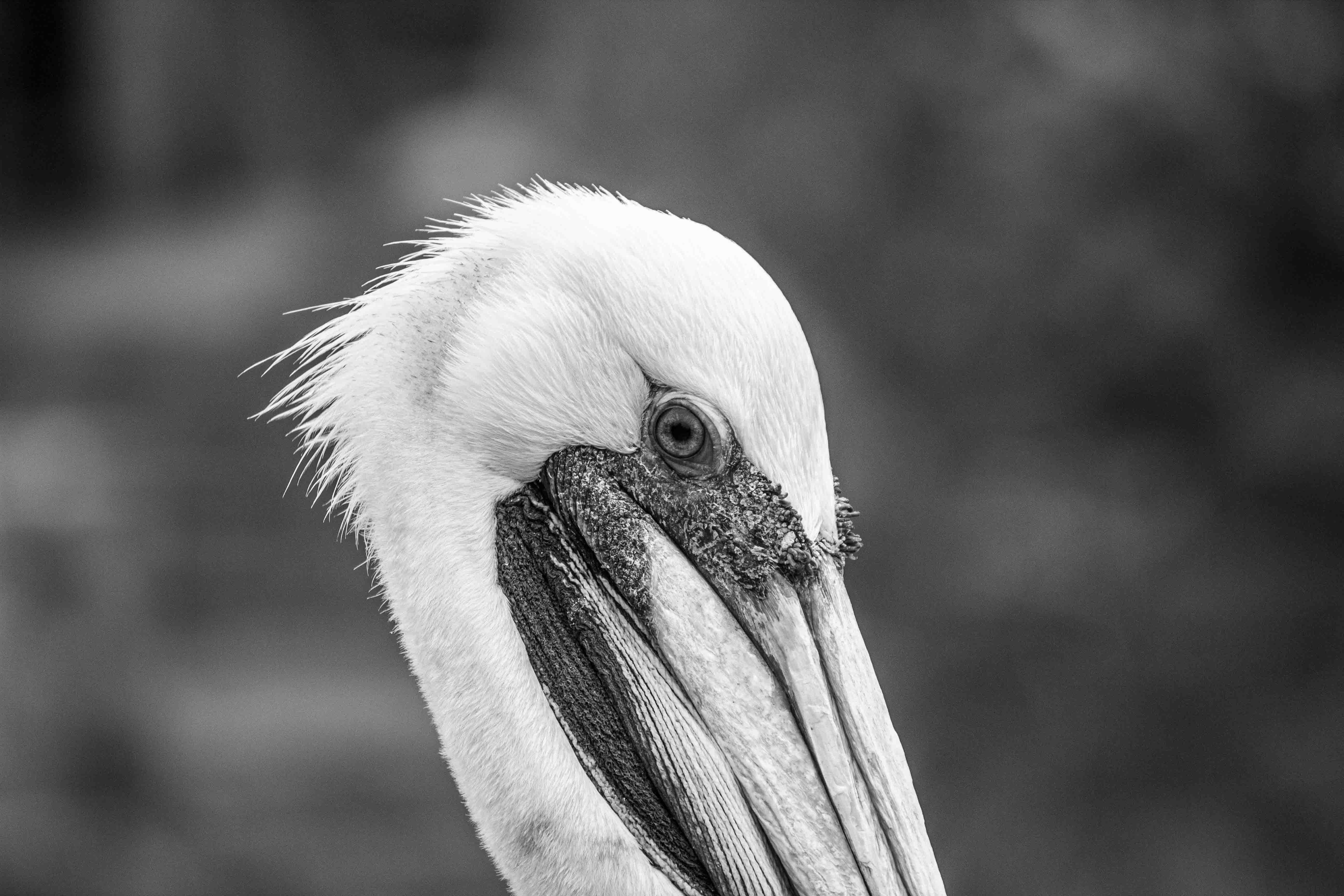 Pelican - Fotografía artística del mar por Cristian Letelier (Yiasau)