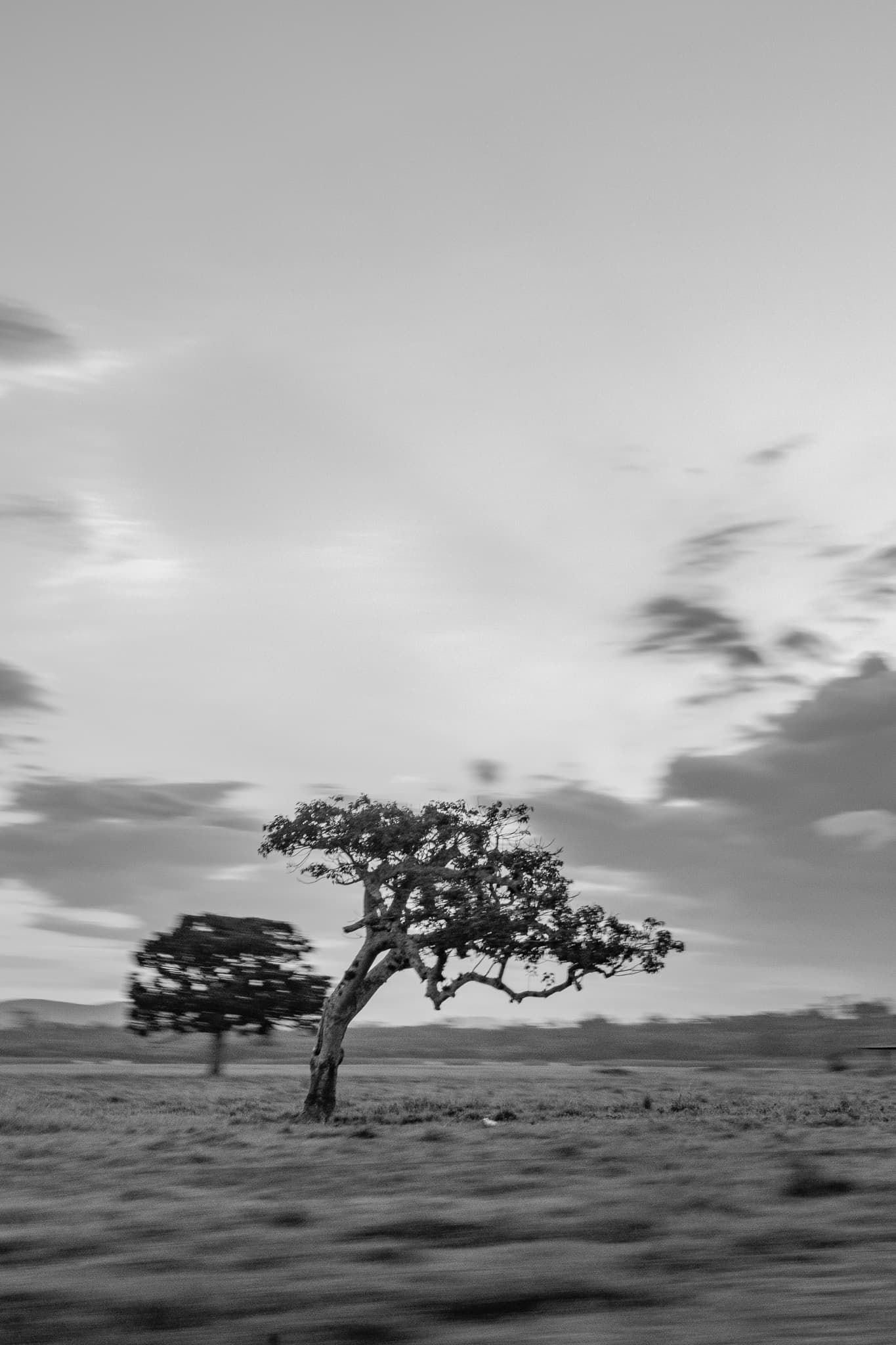 La Calma de un Árbol - Fotografía favorita por Cristian Letelier (Yiasau)