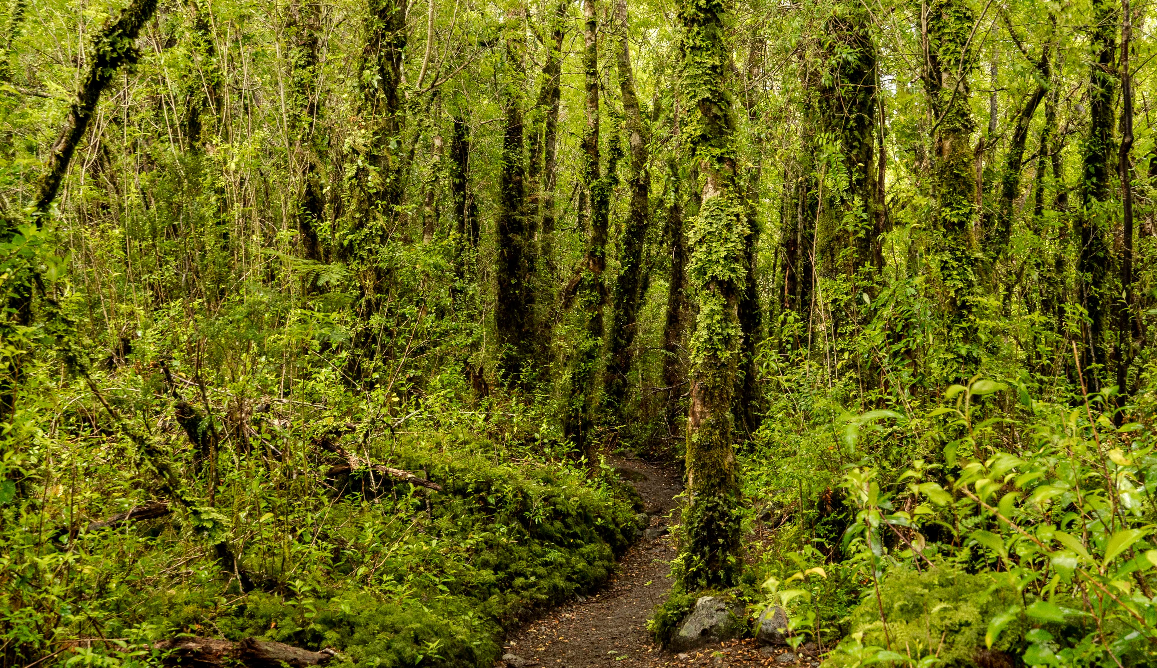 Sur de Chile - Fotografía favorita por Cristian Letelier (Yiasau)