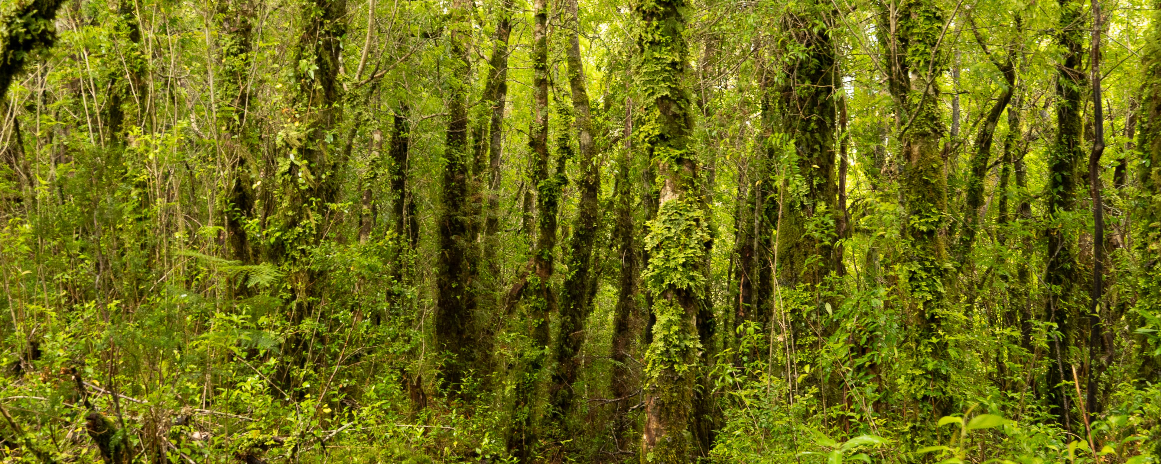 Sur de Chile - Fotografía artística por Cristian Letelier (Yiasau)